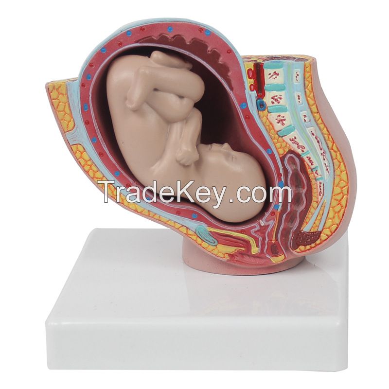 Small Pelvic Girdle 9 month Fetus model/Pelvic Model