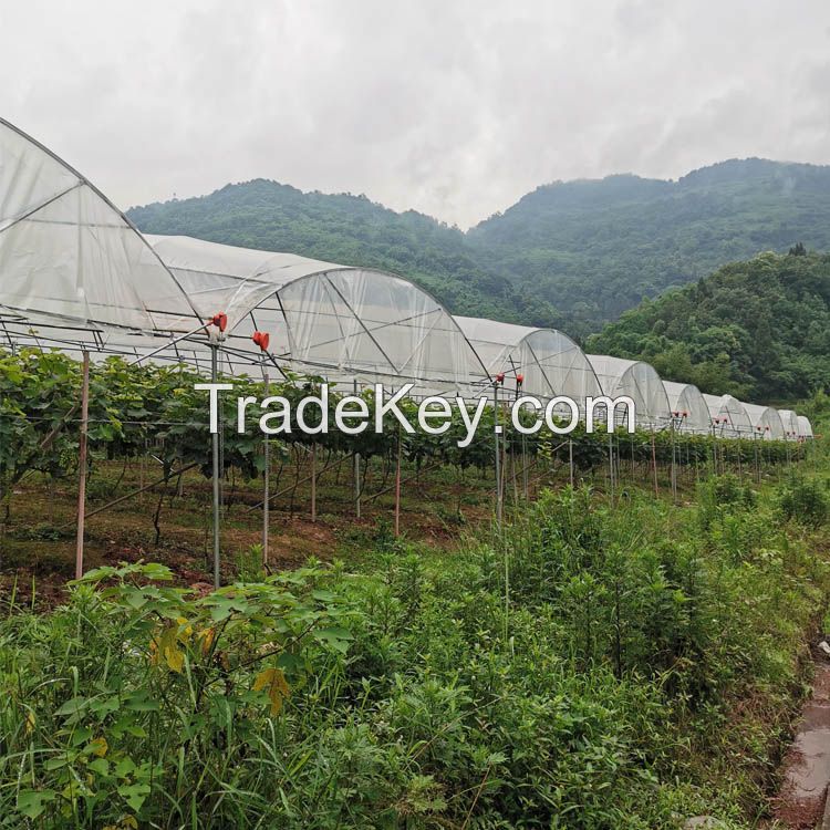 Tunnel Agriculture Green House Tunnel Rain Shelter Greenhouse For Tomato