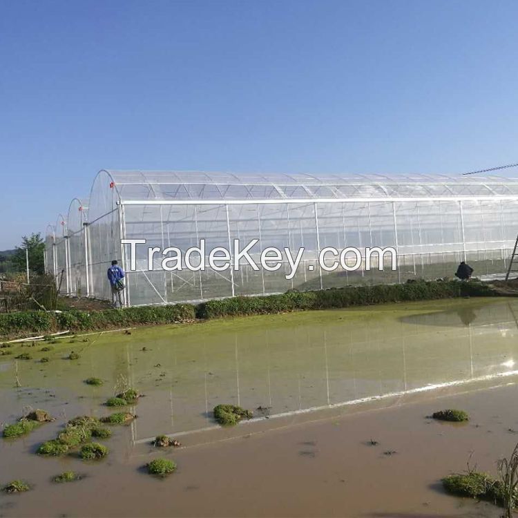 large size multi-span arch plastic film Greenhouse tomato greenhouse