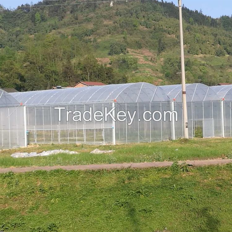 large size multi-span arch plastic film Greenhouse tomato greenhouse