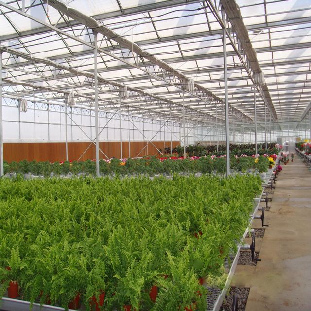 Polycarbonate Venlo Green House Greenhouse Agriculture