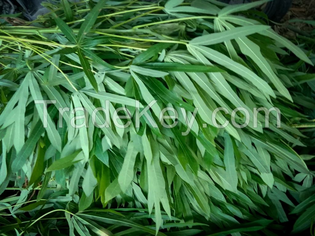 Cassava Leaf