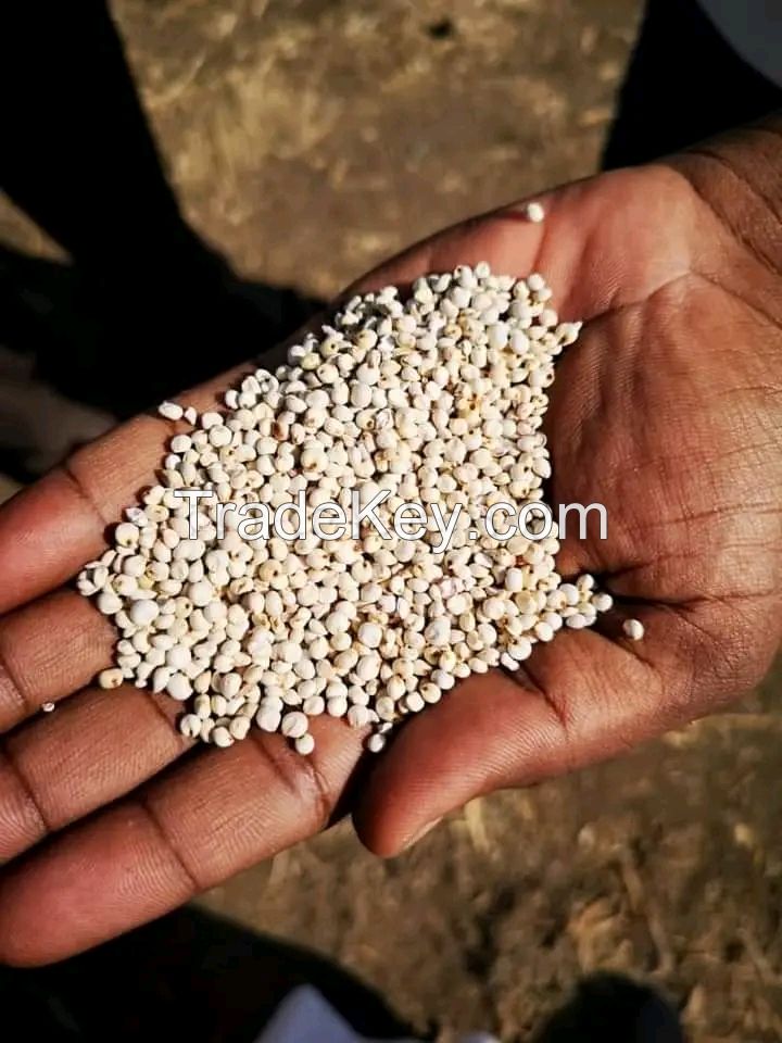 Sorghum (Guinea Corn)