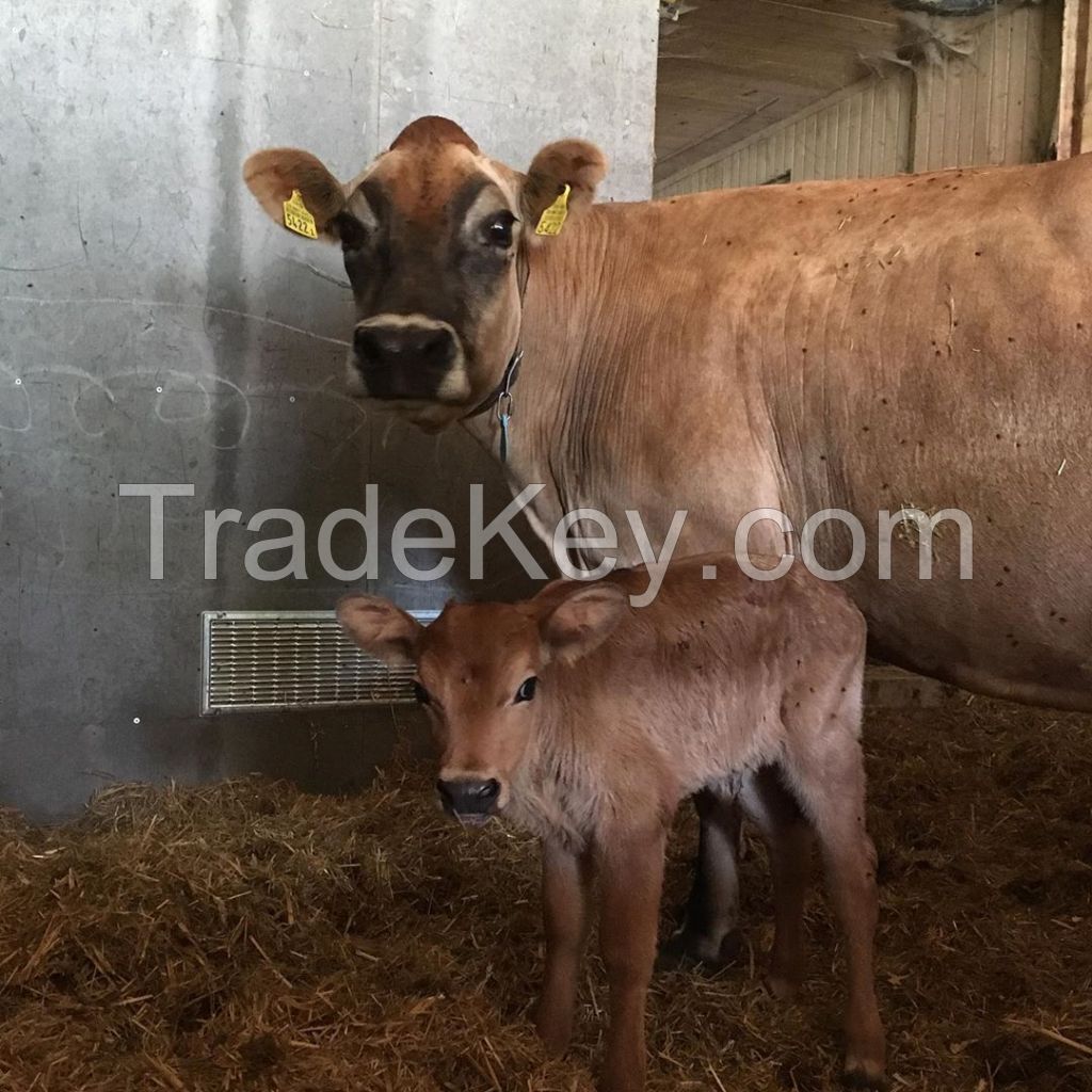 Best Top quality jersey &amp; jersey heifers 