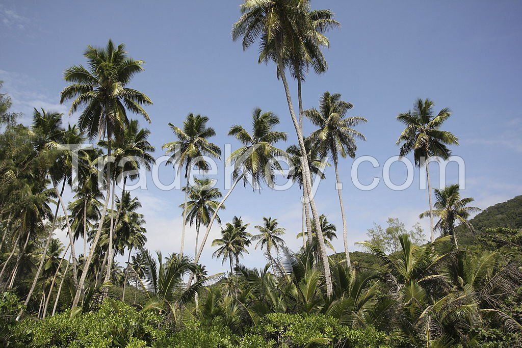 Coconut Cooking Oil