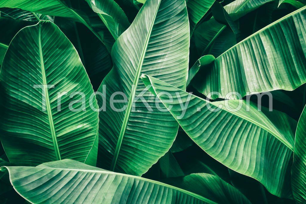 Banana Leaves