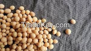 soy beans