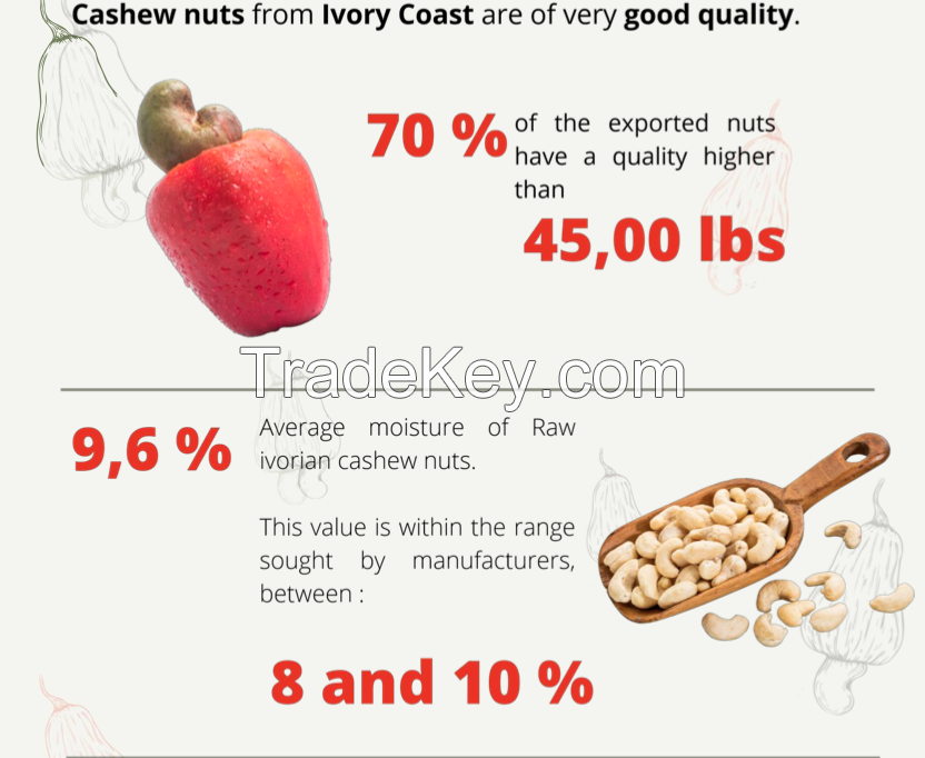 Cashew Nuts 