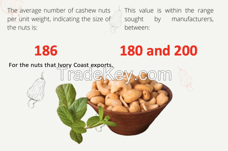 Cashew Nuts 