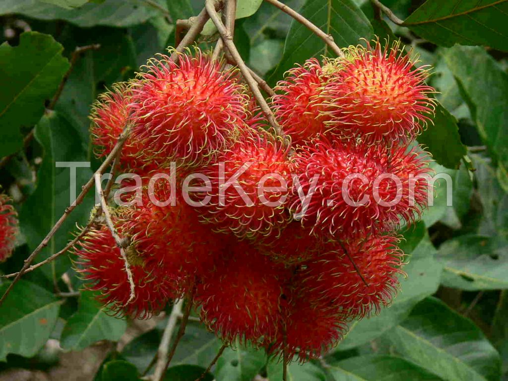 Frozen Rambutan - Fresh rambutan - Dried rambutan