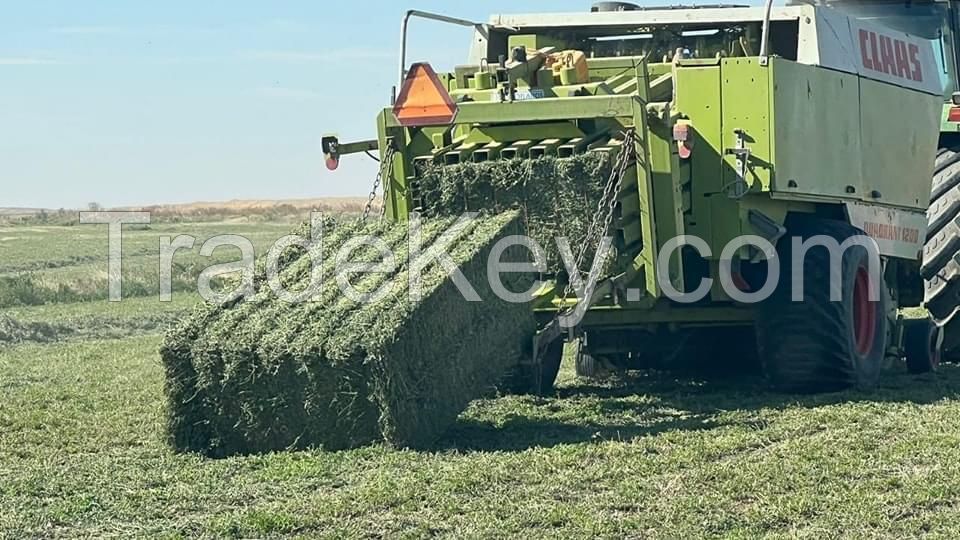 Alfalfa Hay