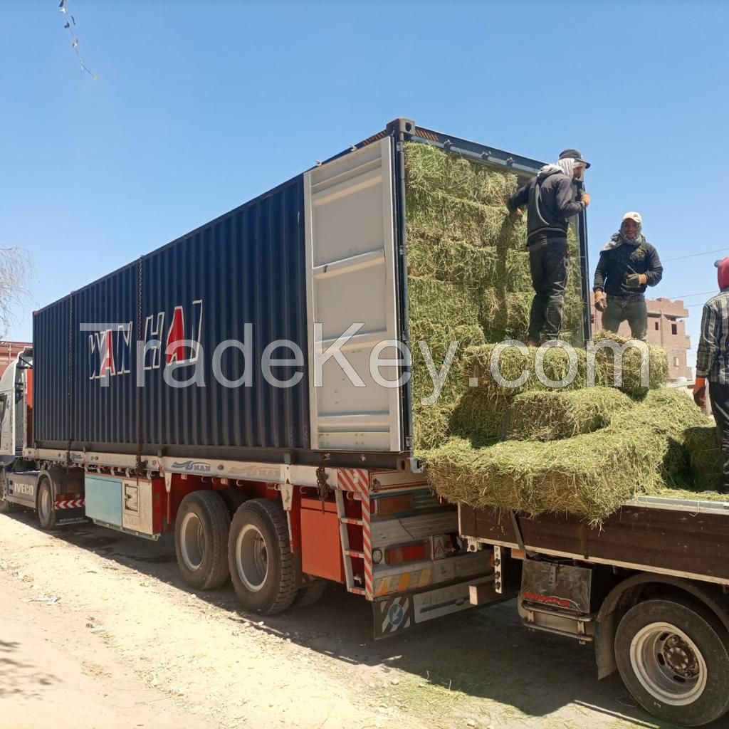 Alfalfa Hay