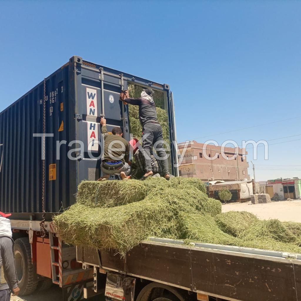 Alfalfa Hay