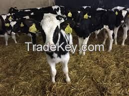 Simmental Cattle Hereford Cattle Black Agnus Cattle Holstein Freisan Cattle