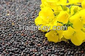 Wholesale Canola Seed