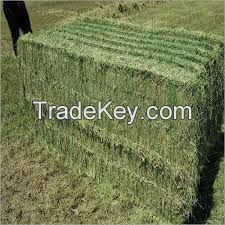 Livestock Feed Alfalfa Hay and Timothy Hay