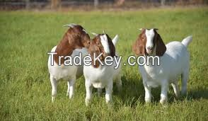 Boer Goat /Saanen Goat / Nubian Goat /Dwarf goat