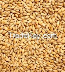 BARLEY