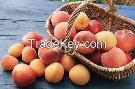 FRESH APRICOT