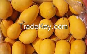 FRESH MANGOES