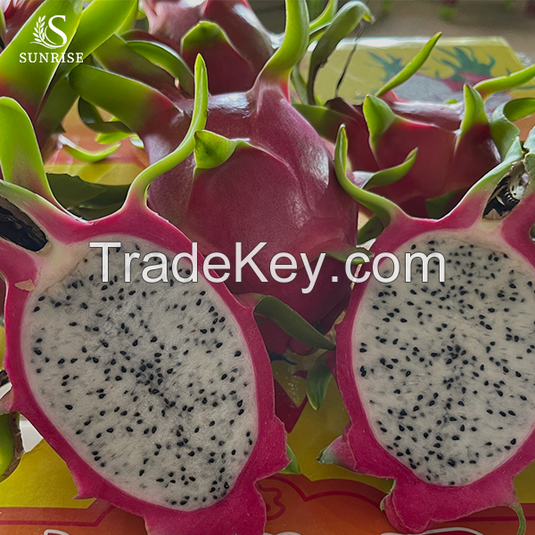 Fresh Dragon Fruit from Vietnam