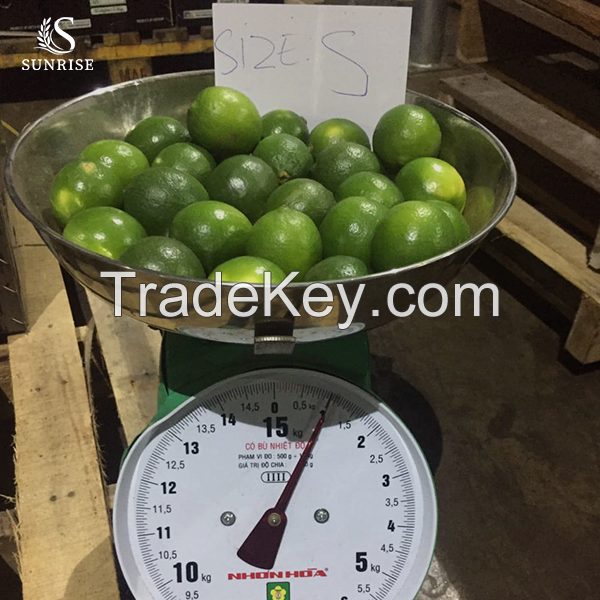 Fresh Seedless Lime from Vietnam