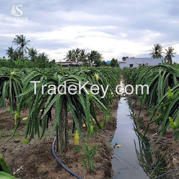 Fresh Dragon Fruit from Vietnam