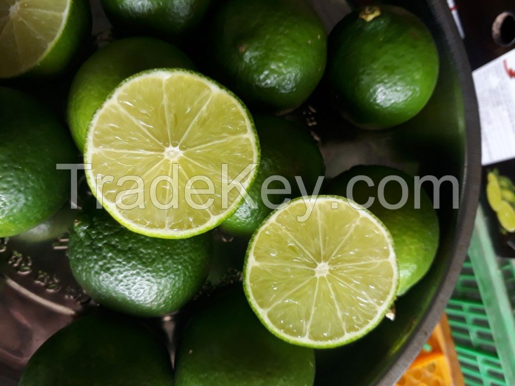 Fresh Seedless Lime from Vietnam