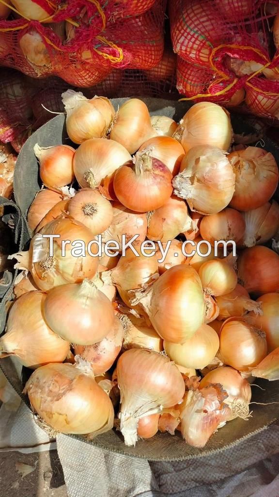 Fresh Onion, Gold Onion, Red Onion