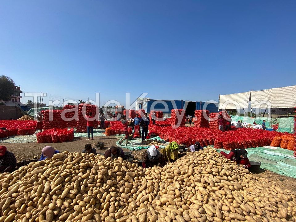 Fresh Potato, Gold Potato, Red Potato ,sweet Potato