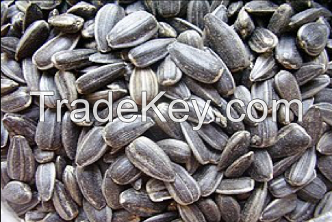 Sunflower seeds