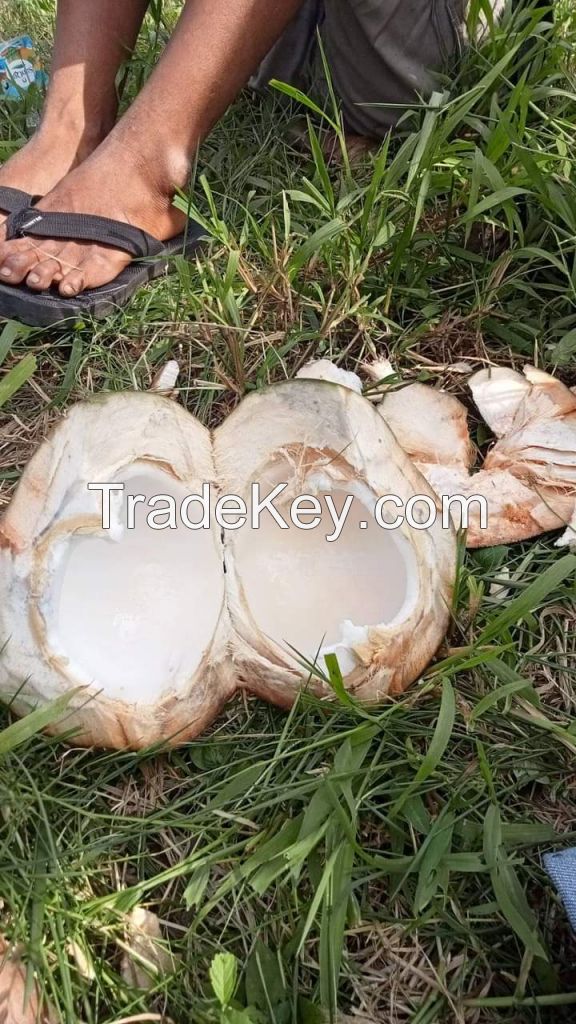 sell fresh Coconut, young coconut, coconut water.