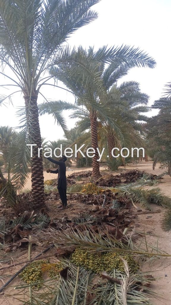 DATE PALM TREES FOR SALE