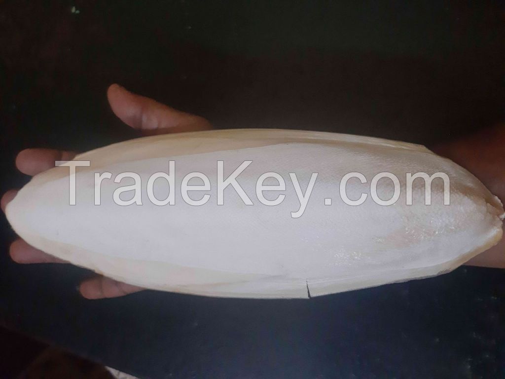 Cuttlefish Bone