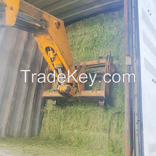 Premium Quality Alfalfa Hay Exporters, Suppliers &amp; Processor from Pakistan