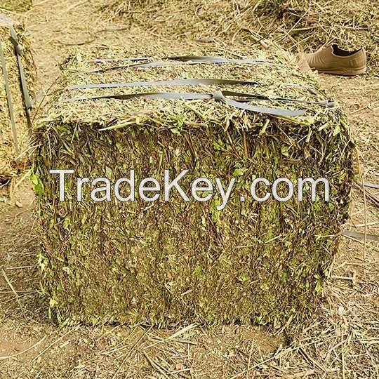 Top Quality Peanut Straw Exporters For Cattle Forage From Pakistan