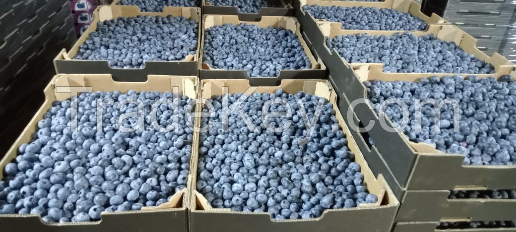 fresh blueberries