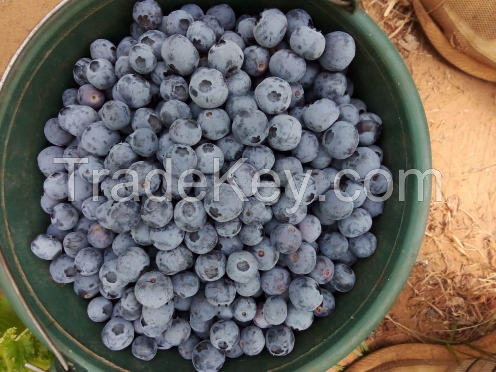 fresh blueberries