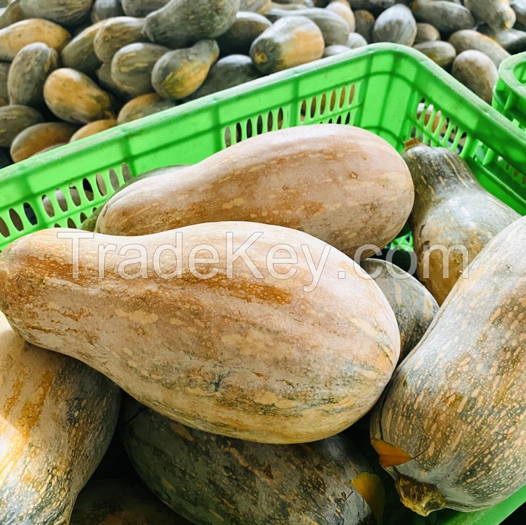 FROZEN PUMPKIN