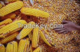 CORN