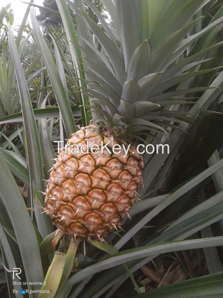 Pineapple 