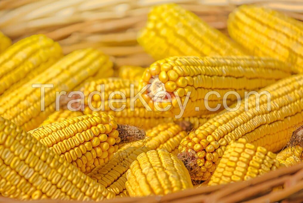 Top Quality Natural Non GMO Yellow Maize/Corn