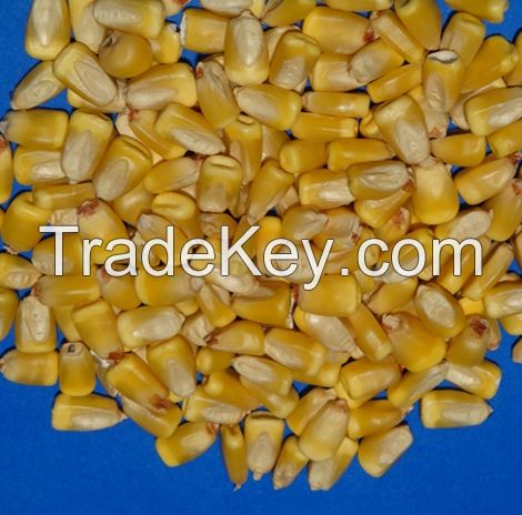 Premium Quality Non GMO yellow corn maize