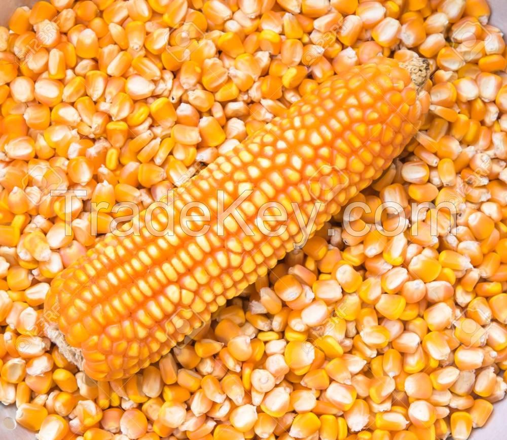 Top Selling Non GMO Yellow Maize Corn/ Yellow Corn &amp; White Corn/Air Dried Yellow Maize