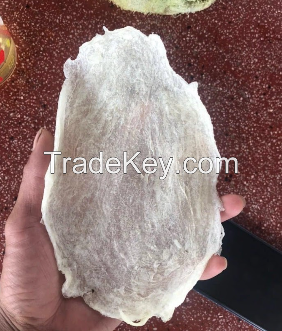 DRIED SEABASS FISH MAW HIGH QUALITY 100% Natural Dried Top Quality Popa Fish Maw