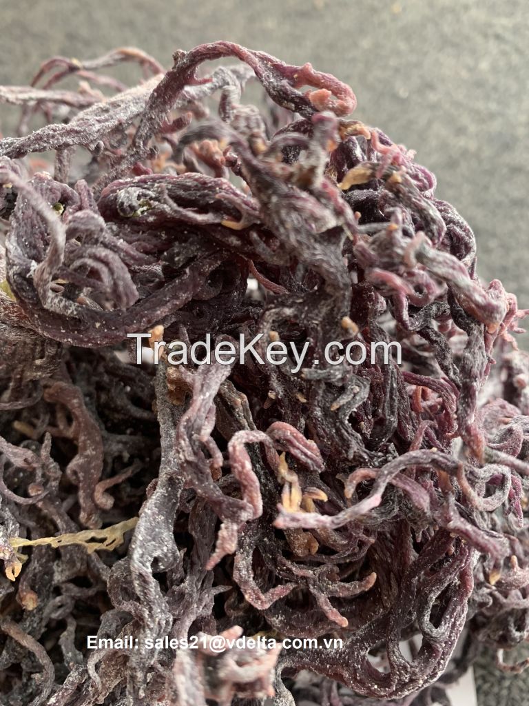 Dried Sea moss / Irish sea moss from ocean Vietnam / Lima +84 346565938 (whatsapp)