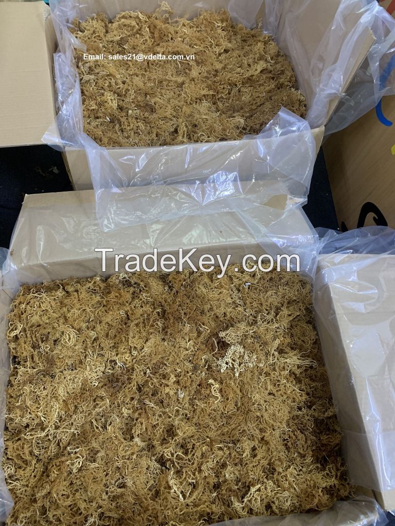 Dried Sea moss / Irish sea moss from ocean Vietnam / Lima +84 346565938 (whatsapp)