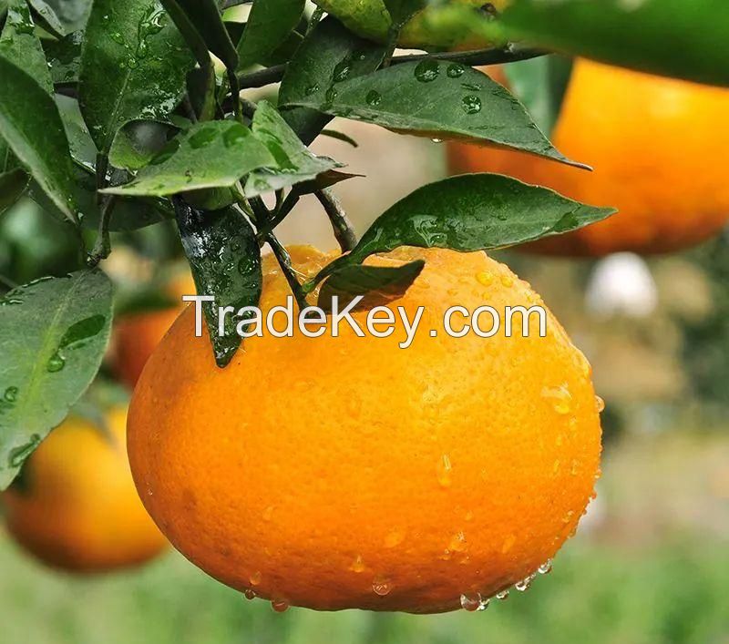 Citrus reticulata 'Chun Jian'