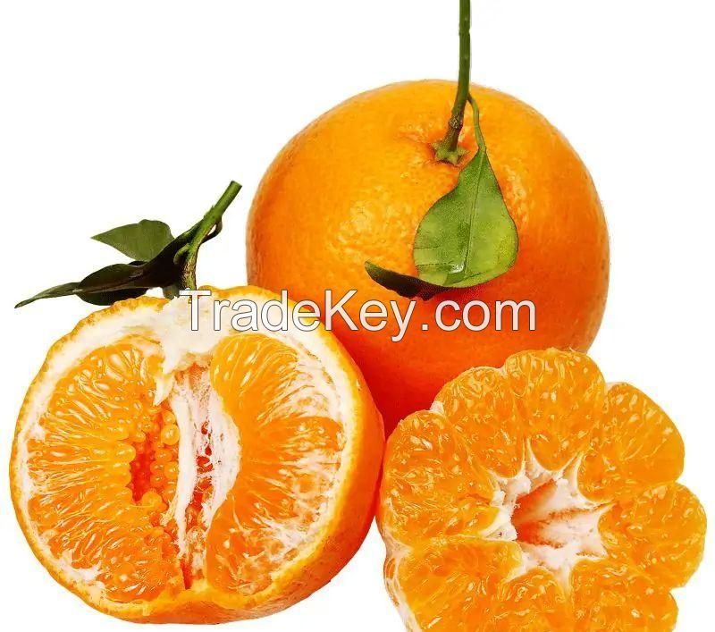 Citrus reticulata &#039;Chun Jian&#039;