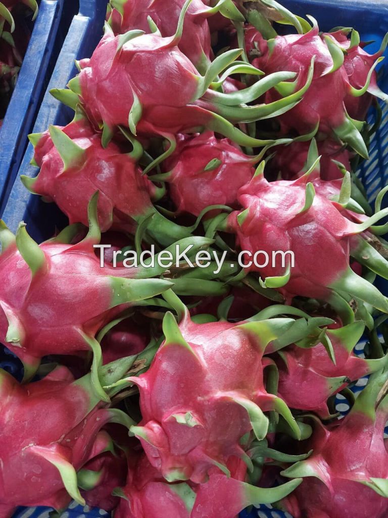 Dragon fruit